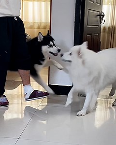 These dogs are supporting their dad through his recovery by copying his walk 🐶😅 | Furry Tails