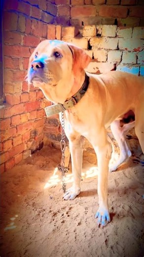 powerful pakistani bully dog# bully dog#heavy bone#viral #shortvideo #viralreel