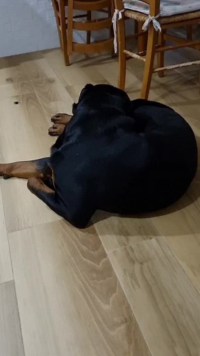 ok...faccio il bravo 😅 #rottweiler #ilovemydog #poliziadeicani #perte