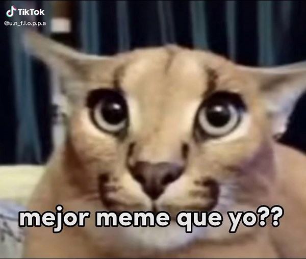 Los Floppas: El Mejor Meme de la Vida