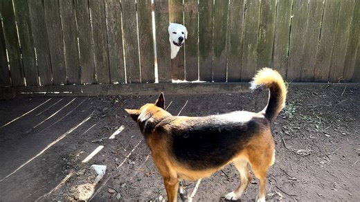 She waited a year for her best friend – then they never separated again