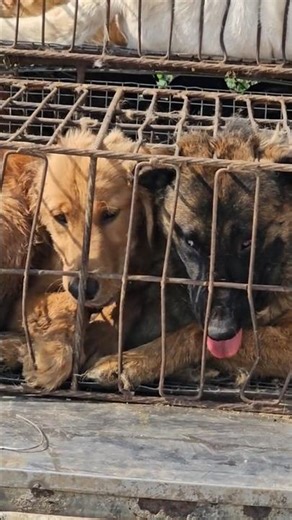 Dogs Packed in Cages… The Saddest Footage You’ll See Today 👀
