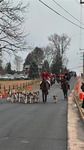 Well today I found my very own version of heaven on Earth! The horses and hounds at the Middleburg Holiday Parade 🎄🐾🌟 #huntinghounds #middleburgva #happyholıdays | Nikon Melissa