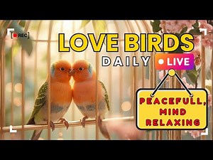 Live Love Birds | Relaxing Parrot Stream for Sleep, Study & Stress Relief