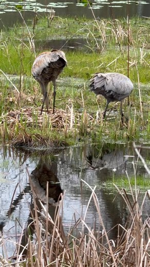 350K views · 14K reactions | A Sandhill Crane couple switching nest sitting duties. I later saw a small hole in one of the eggs with a tiny beak poking out, so we should have colts - baby cranes - soon! The Canada Goose in the background was drop kicked earlier by one of the cranes for getting too close to the nest (the goose seemed fine.)  Sound warning - the cranes call loudly a few seconds in. | Jocelyn Anderson Photography | Facebook
