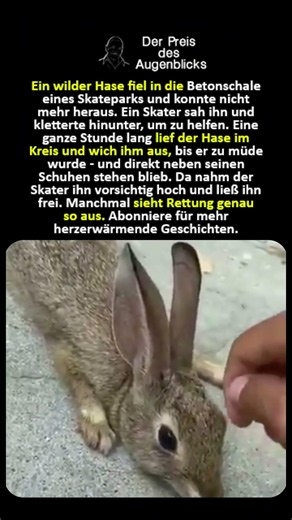 Der Hase im Skatepark 🐇🛹