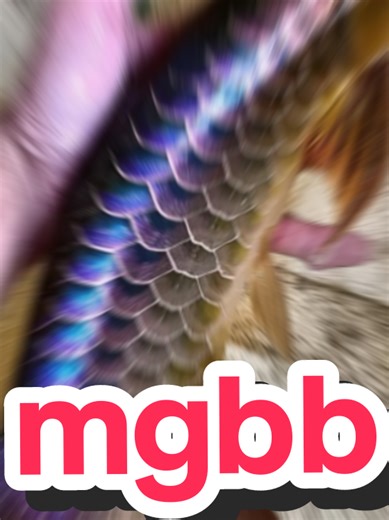 mgbb 😍2026 #arowanamalaysia #arowanaindonesia #arowana