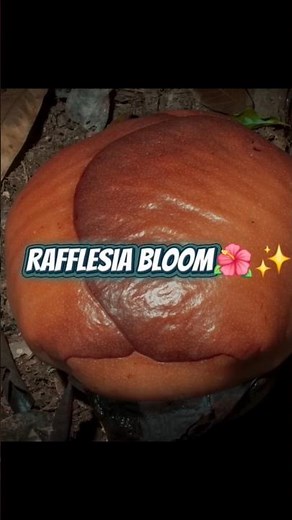 Watch the World's Largest Flower Bloom! 🌺 | Rafflesia Arnoldii