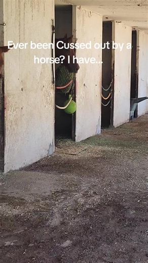 Well that happened 😳 Jamal and Salad are some of my OG Salties.... We firmly believe Jamal (screamer) thinks the salt trailer was built for him, and him only. How dare we load up 2 other horses first.... Three minutes into treatment, I'm like what the heck is going on out there? Owner looked at me and said