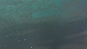 What's that in the pool? Oh, just thousands and thousands of insects that keep coming back