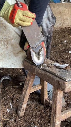 Caring For Animals, Donkey Hooves Are Trimmed Cleanly #animals #horse