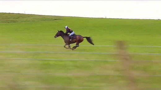 Fastest Horse in the World Galloping in a Field