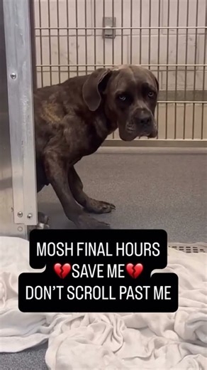 💔 MOSH HAS ONLY 48 HOURS LEFT 💔Mosh is sitting quietly behind the shelter bars, #usa #canada #uk