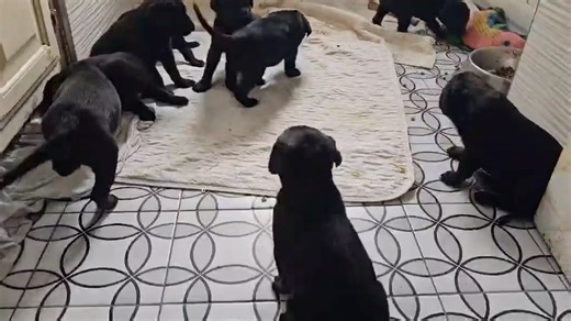 9.3K views · 192 reactions | PUPPIES!!! We have 9 German...