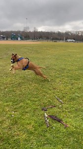 New Jersey Boxer Rescue, Inc. on Reels | Facebook