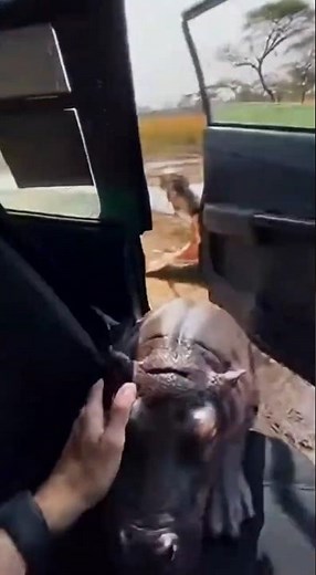 dangerous chase! baby hippo saved just in time 🐊🦛
