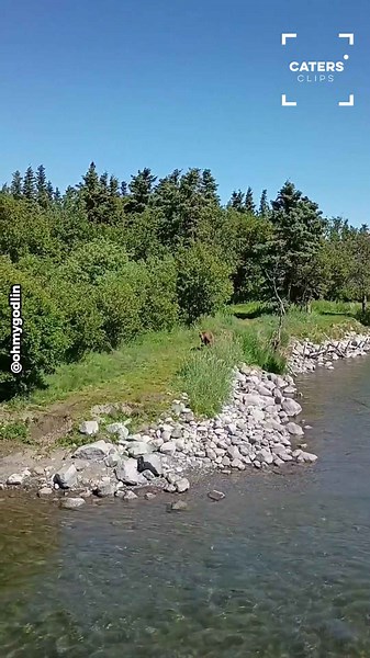 Visitors in Alaska get front-row view of grizzly bear's incredible fishing skills