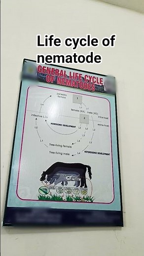 life cycle of nematode #veterinary #chemistry #bvsc #doctor #science #shorts #parasite #animals