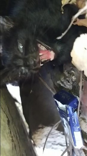 Wild kitten 🖤 #kitty