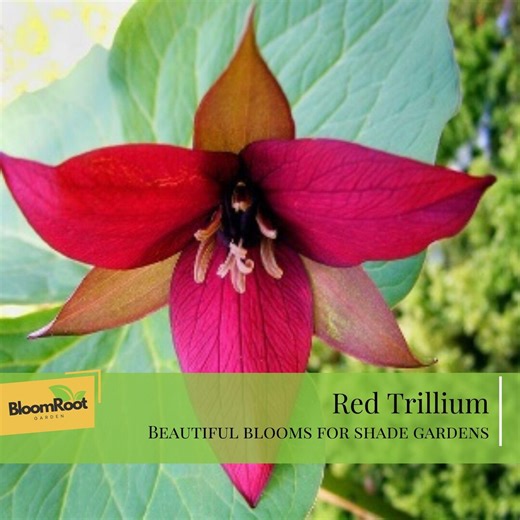 Red Trillium Bulbs, Bare Root Woodland Flower, Shade Garden Perennial (pack of 5) - Etsy