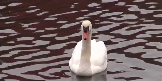 UNR exploring bringing new swans to Manzanita Lake