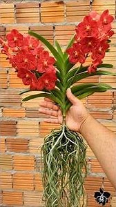 The Secret to Vanda Orchid ROOTS for Constant Blooming!