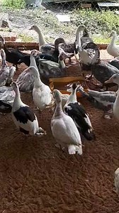 LOCAL DUCKS AVAILABLE SUNDAY MORNING | Master's Duck Farm