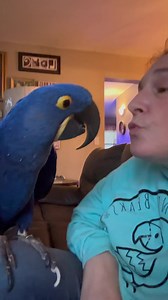 The question was… Can these birds live as happily in captivity as they can in the wild? I asked my hyacinth macaw, Coby. | Birds and Beaks Rescue and Rehab