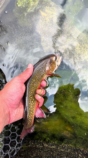 Fly Fishing for Brook Trout: Tips and Techniques