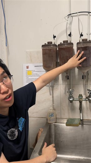 Brine shrimp hatching tutorial with Danny 🦐 Measurements: For 1 L of water, use 1 and 1/2 tablespoons of brine shrimp hatching salt. If using normal aquarium salt, use 1 tablespoon of salt and 1/2 sodium bicard to 1 litre of water. Then use 1 tablespoon of brine shrimp maxium, at home 1/2 a tablespoon should be enough. Get your brine shrimp hatching kit in store at Aquotix 🐠🫧 #aquarium #tropicalfish #aquariumhobby #fishkeeping #aquariumsofinstagram #tropicalfishtank #tropicalaquariumfish #kee