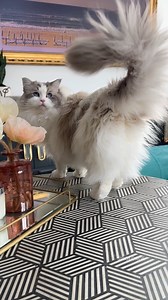 3.5M views · 225K reactions | Final Evolution: Baked Alaska #sirgeorge #ragdollkitten | Sir George | Facebook