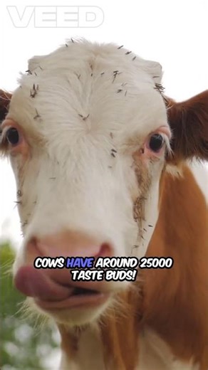 Human vs Animal Taste Buds: Mind-Blowing Facts # nature #viral #facts #biology #shortsfeed #like