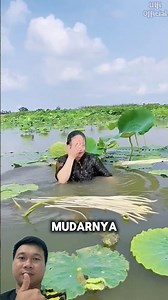 The process of harvesting lotus stems requires being submerged underwater,which is quite interesting