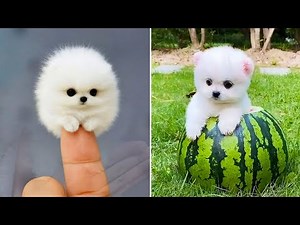 Cute Pomeranian Puppies Doing Funny Things #11 | Cute and Funny Dogs - Mini Pom