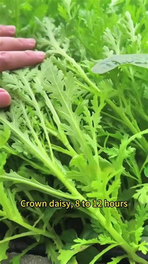 How to make vegetable seeds sprout quickly. #garden #gardening #gardentok #gardening101 #gardeninghacks #gardentips #gardeningtips #plant #plantlover #planttips #planttiktok #PlantTok #planting #plan | Garden fever