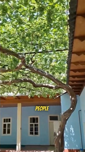 How Grapevines Create Natural Summer Shade 🍇🌿