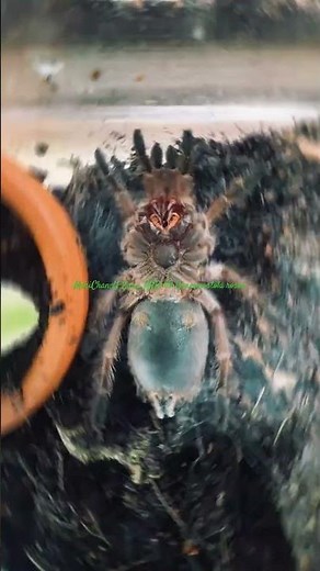 Grammostola rosea Molting process