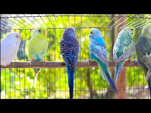 NEW The BEST PARAKEETS SOUNDS 9 Hours for your birds to listen to with MUSIC