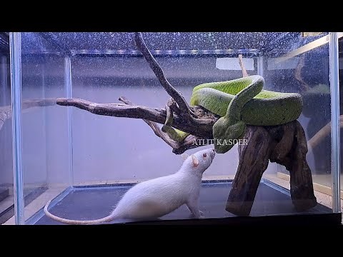 DEATH FROM ABOVE | FEEDING VENOMOUS SNAKE | LIVE FEEDING VENOMOUS SNAKES | LIVE FEEDING SNAKE