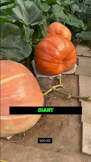 🔥 The Secret Behind 500 KG Giant Pumpkins Revealed! 🌱||#gardenhacks #plantgrowth