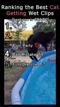Ranking the Best Clips of Cats Getting Wet 🐈🐾#shorts #funny #meme