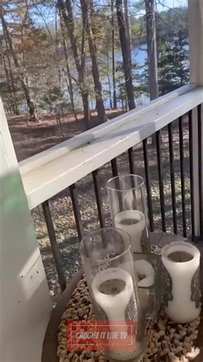 Homeowner finds a hawk on her patio and amazingly picks it up! . . . #birdofparadise #bird #birds #birdlovers #birdfreaks #birdcaptures #birds_adored #birds_captures #flight #hilarious #animal #dogsofig #cutepets #dogworld #homesecurity #funnyvids #funnyvines #homeowner #homes #homedesign | Caught It Live TV