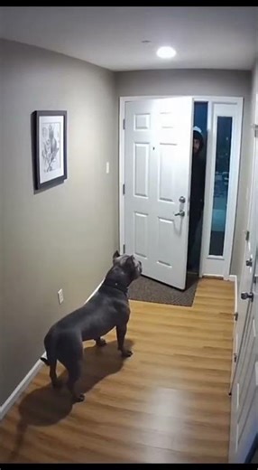 Funny burglar meets pitbull 😄🐶🚪