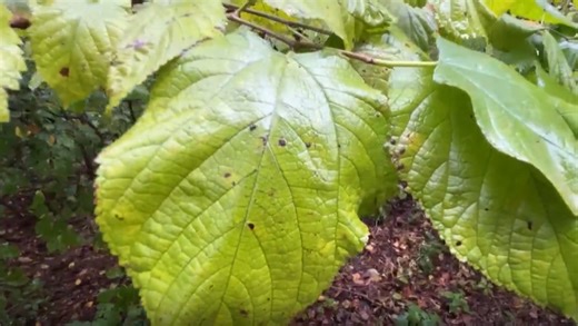 Red mulberry trees endangered in several states, with Ohio potentially joining soon