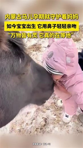 🇨🇳 近日锡林郭勒盟，内蒙古马儿孕期就守护着妈妈。 🇬🇧 Recently in Xilingol League, Inner Mongolia, a horse guarded its owner throughout her pregnancy. 🇨🇳 如今宝宝出生，它用鼻子轻轻亲吻。 🇬🇧 Now that the baby is born, it uses its nose to give a gentle kiss. 🇨🇳「万物皆有灵，它真的在等他。」 🇬🇧 “All creatures are sentient; it truly was waiting for him.” 🇨🇳 自从主人怀孕，马儿就很愿意靠近主人，每次很温柔地来闻她的肚子。 🇬🇧 Since the owner became pregnant, the horse has been very willing to stay close to her, gently sniffing her belly every time. 🇨🇳 孩子出生后，主人特地带着孩子来见小马，