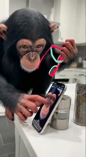 📱 Unbelievable! Chimp uses ULTIMATE smartphone skills NOW! Shocking techie! #primate #cute #fyp