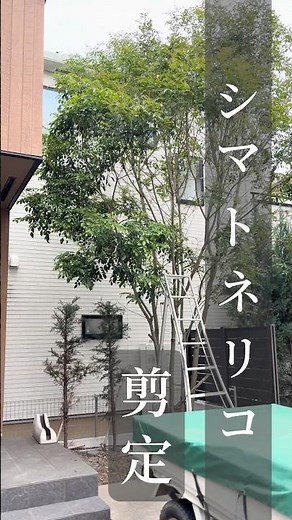 大きくなったシマトネリコの強剪定。小さくコンパクトにふわふわっとまとめました☺︎ #shorts #おすすめ #シマトネリコ #剪定