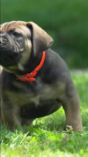 Best Boerboel Puppies For Sale