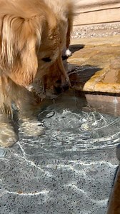 34K views · 830 reactions | When you can’t get the little rock off the little step #goldenbros #tub #goldenretriever | The Golden Bros Tub & Blue | Facebook
