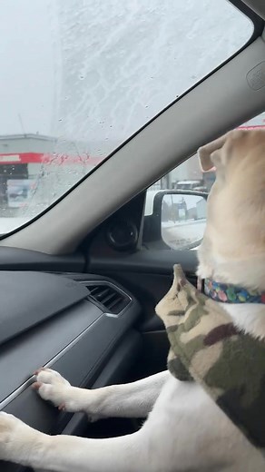 Rocky wants to drive LOL | Pug Mugs